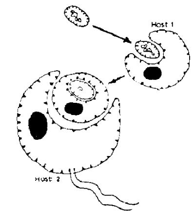 Serial symbiosis; bacterium to alga