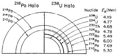 Normal halo complex associated with uranium-238 decay