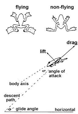 Shapes of flying and non-flying frogs