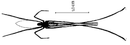 Ventral view of D. raptor spider