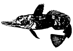 Notothenioid fish from Antarctic waters