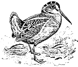 The American Woodcock