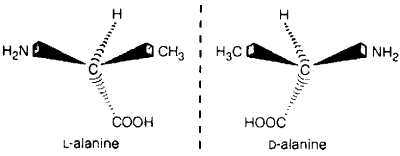 Left- and right-handed versions of the amino acid alanine