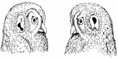 Barn Owl Ear