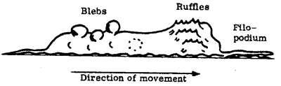 Blebs and ruffles