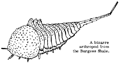 Bizarre anthropod from Burgess Shale