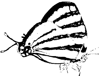 Fake-head butterfly