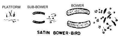 Satin bower-bird