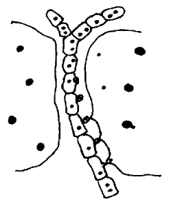 Parasitic filament growing between host cells