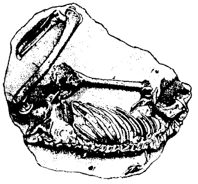 Fossilized human skeleton from Guadeloupe