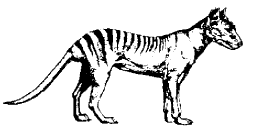 Tasmanian tiger