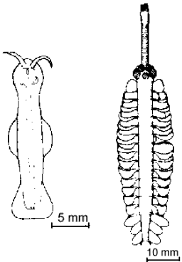 Amiskwia sagittoformis (left) and Opabina regalis, fossils found in Burgess shale