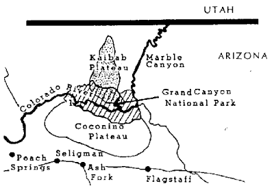 Kaibab squirrel, isolated in the Kaibab Plateau