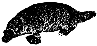 Duck-billed platypus