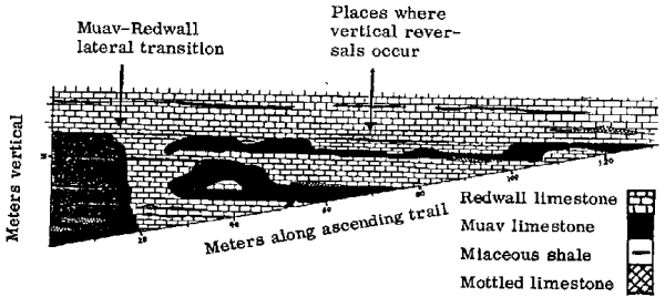 Stratigraphy of the Redwall-Muav contact, North Kaibab Trail.