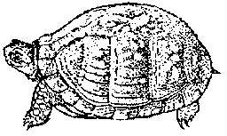 Turtle preparing to stomp; i.e. 'grunt'