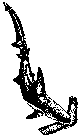 Hammerhead shark