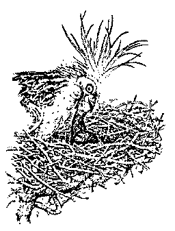 Hoatzin bird feeds its chick a regurgitated mush