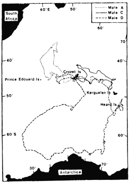 Tracks of three Wandering albatrosses in the southern Indian Ocean