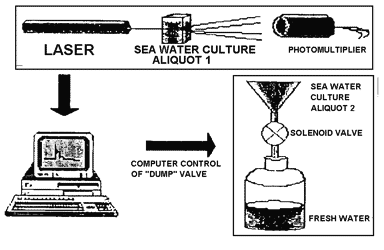 Experimental setup for measuring the activity of marine algae