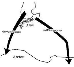 Routes taken by migrating German and Austrian blackcaps en route to Africa.