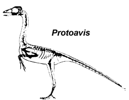 Bird-like fossils from Texas -- Protoavis?