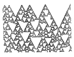 Triangular pattern on Cymbiola innexa