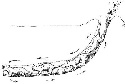 Mole-rats excavating a tunnel