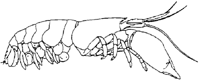 'Soldier' snapping shrimp