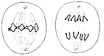 Microtubules separating chromsomes prior to cell division