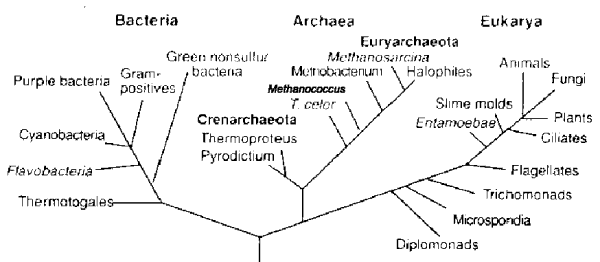 Archea