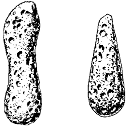 Dumbbell and tear-shaped tektites