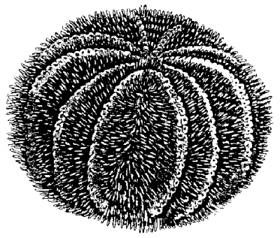 Computer-carrying sea urchin