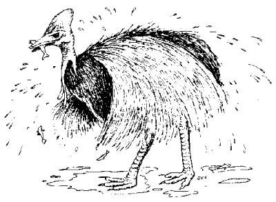 Cassowary