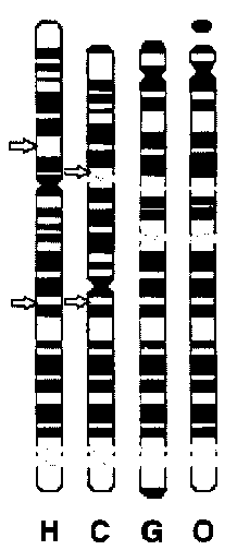 Bandings on chromosome 9