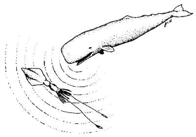 Sperm whales may stun their prey with high intensity sound