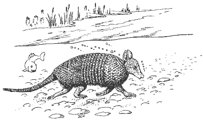 Armadillo